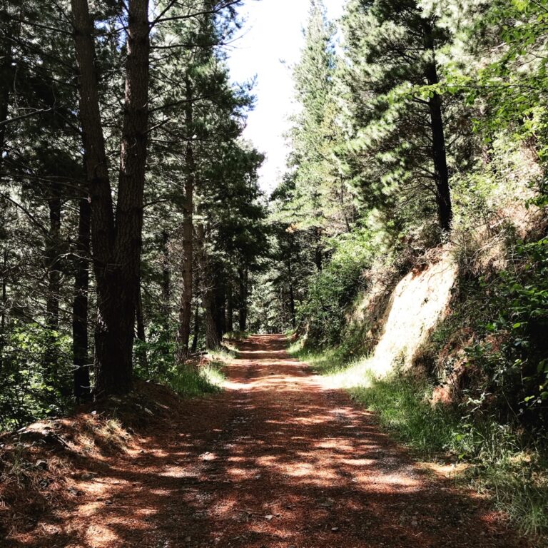 forest patch