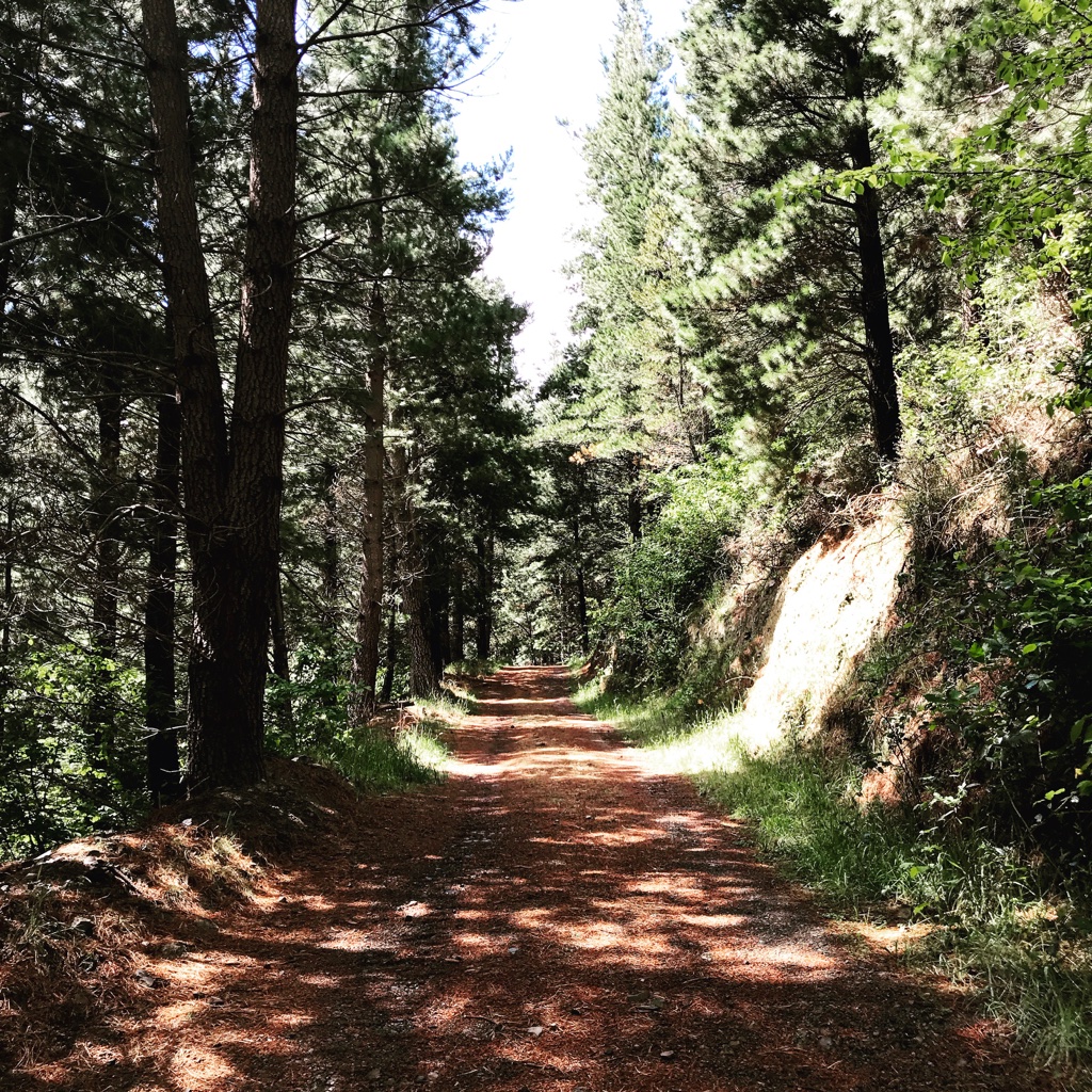 forest patch