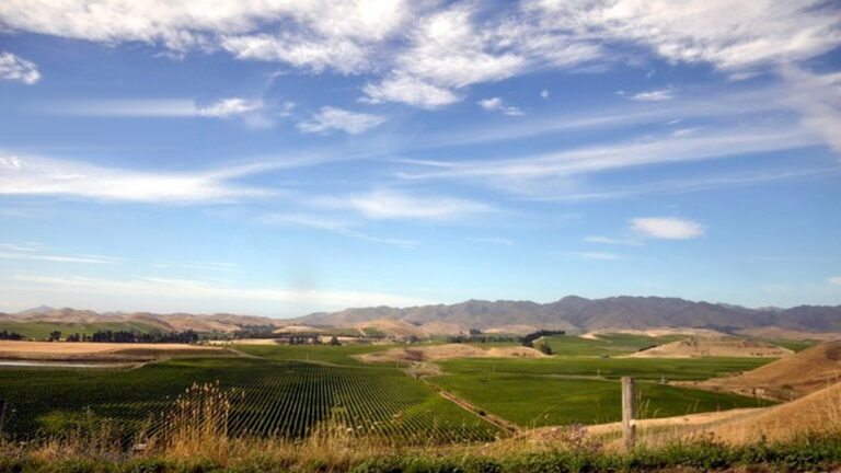 New Zealand working holiday - Blenheim vineyard landscape