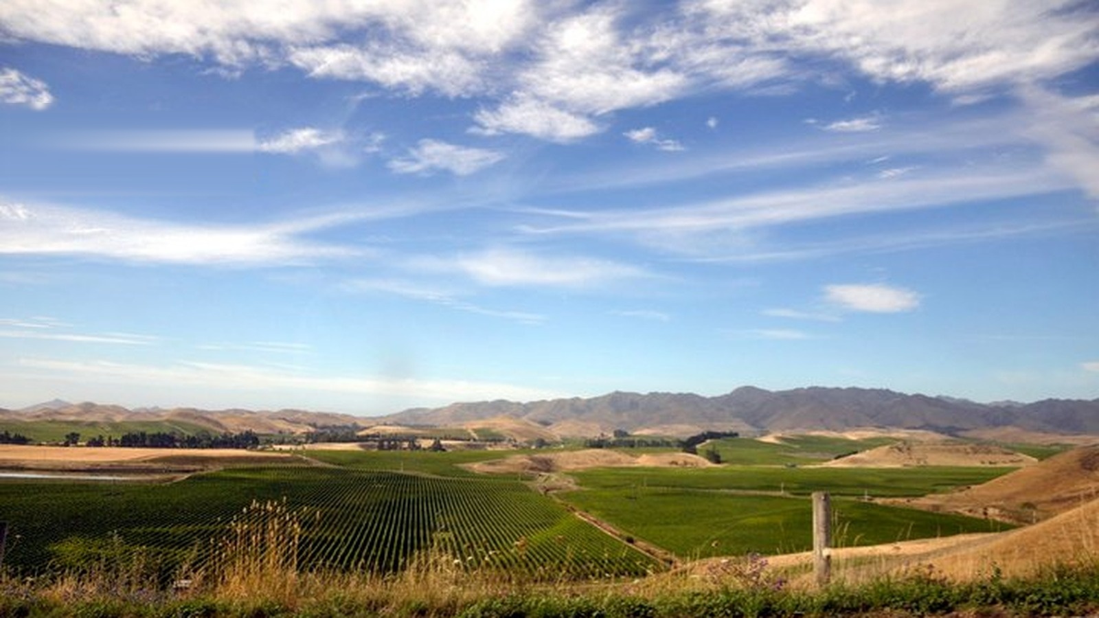 New Zealand working holiday - Blenheim vineyard landscape